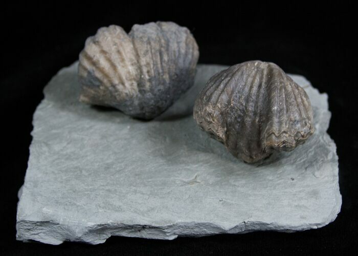 Platystrophia Brachiopods From Kentucky #1845